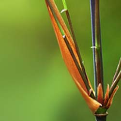 Bambú Fargesia scabrida Asian W.